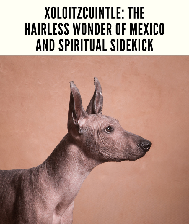 Xoloitzcuintle: The Hairless Wonder of Mexico and Spiritual Sidekick
